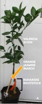 inarched citrus