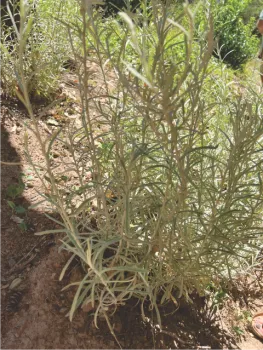 Mystery sage