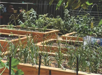 veg garden
