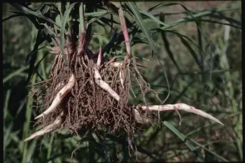 Johnsongrass rhizome, Jack Kelly Clark, UC ANR IPM Program