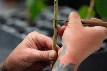 Los científicos del programa hacen un injerto de los cítricos usando brotes . Fotografía por Stan Lim, UC Riverside