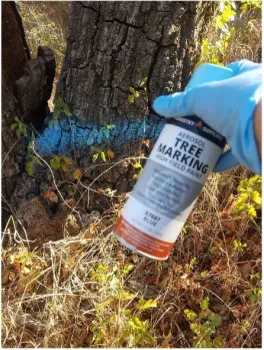 treemarking