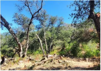 silviculture