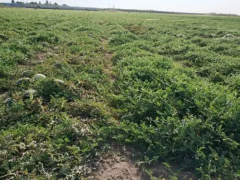 Comparison of more robust grafted watermelon plants versus non-grafted