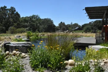 pond