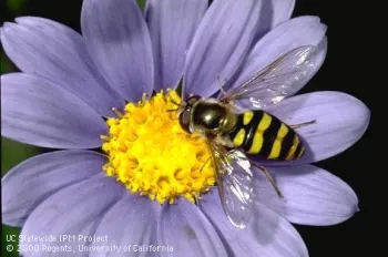 hoverfly2