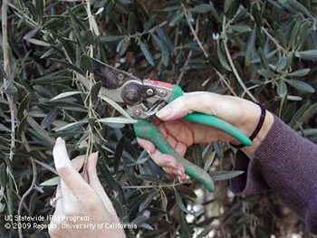Pruning_UCANR