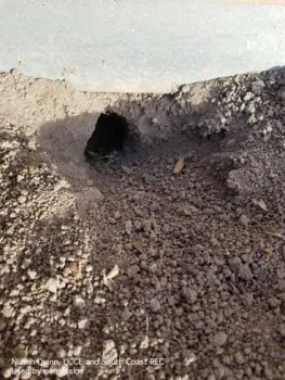 The burrow opening of a California ground squirrel, Otospermophilus sp., under a building. Photo by Niamh Quinn, UCCE and South Coast REC