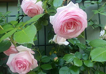 Roses-HV