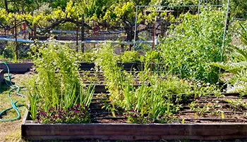 SchoolGardens