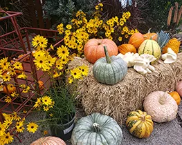 Pumpkins_sm2