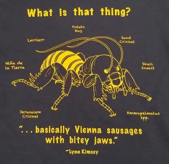 Close-up of the Jerusalem cricket t-shirt, an illustration by Allen Chew, UC Davis student and Bohart Museum volunteer. The insect is also known as a potato bug.