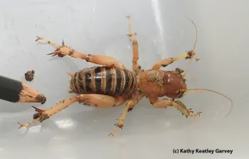 The Jerusalem cricket. (Photo by Kathy Keatley Garvey)