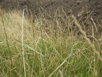 Perennial Ryegrass_CC license_Matt Lavin