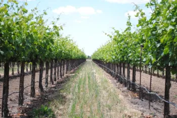 Charlie Starr Vineyards in Acampo