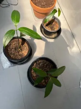 MangoFromSeed02