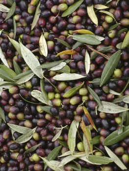 OlivesInBin