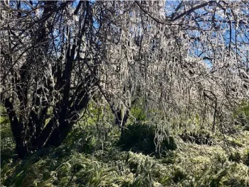 Frost Small