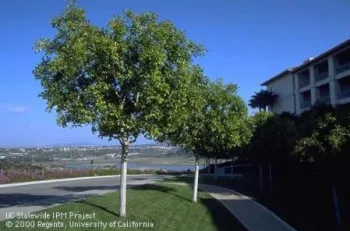 Ficus tree.