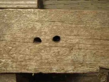Female carpenter bee nests in a 4 X 4, Jeanette Alosi