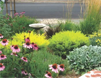 echinacea