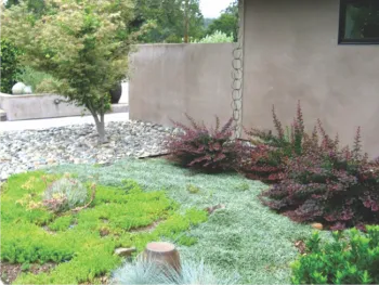 groundcover