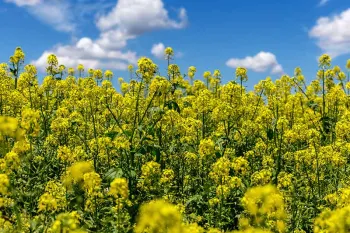 cover crops