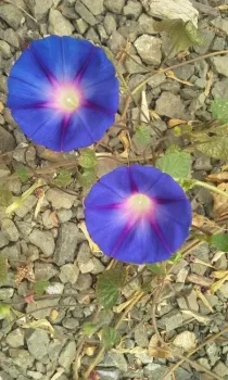 Morning Glory