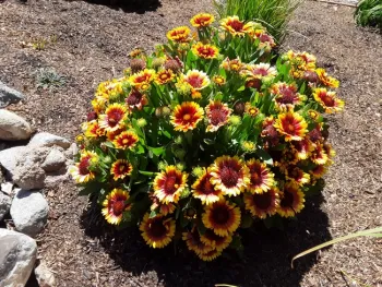 Gaillardia