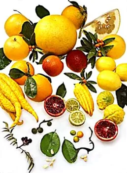 A Citrus Fruit Display - Couresy UCANR