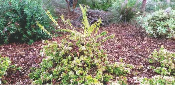 Unpruned Abelia