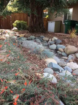 Plants that tolerate winter moisture and summer drought line the banks of the swale.