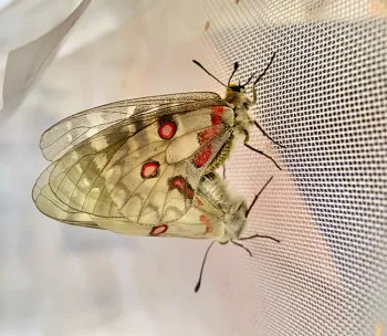 A pair of adult Parnassius clodius mating. They are from a hybrid strain that Gary Ge maintains at home. (Photo by Gary Ge)