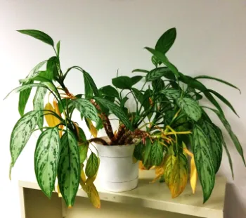 houseplant