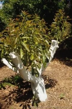 whitewashed trees