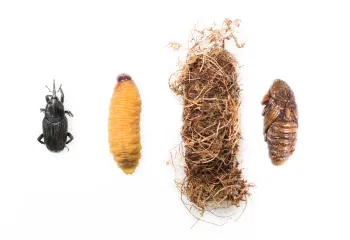 palmarum-life-cycle (1)