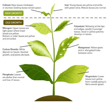 Some symptoms of deficiencies in some common macro and micro nutrients.