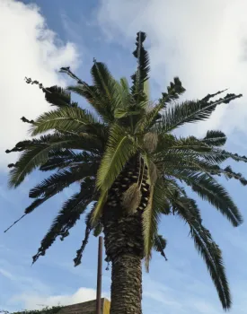 Palm Fronds Damaged by SAPW