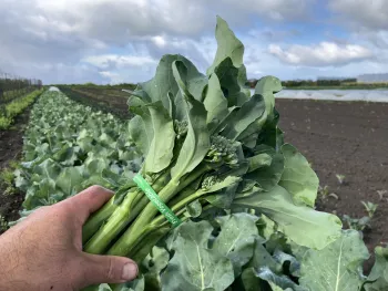 Chinese Broccoli