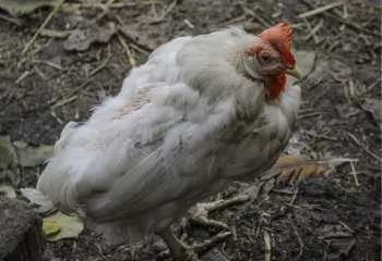 sick bird