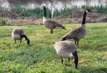waterfowl