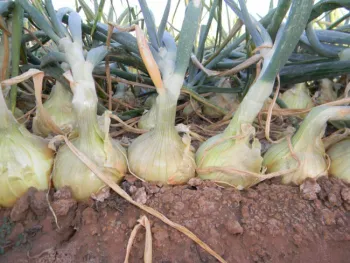 Cebolla de bola -2