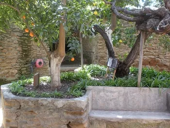 Citrus trees in a raised planter box.