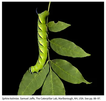 This cover image, on the current edition of the journal Environmental Entomology, shows a Sphinx kalmiae. (Photo by Samuel Jaffe)