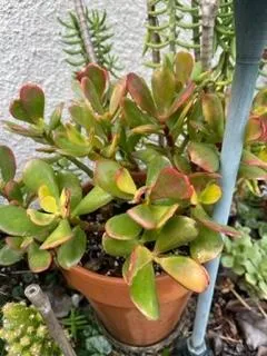 sunset jade