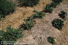 mulching-w-straw