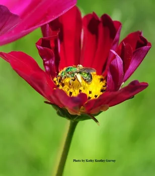 A female metallic green sweat bee, Agapostemon texanus, nectaring on cosmos in the UC Davis Bee Haven. (Photo by Ksthy Keatley Garvey)
