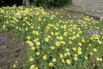 Tidytips (Layia platyglossa) and Ithuriel's Spear. Cindy Weiner