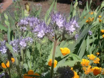 Lacy Phacelia (Phacelia tanacetifolia) and California poppies (Eschscholzia californica). Cindy Weiner