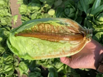 Lechuga con daños